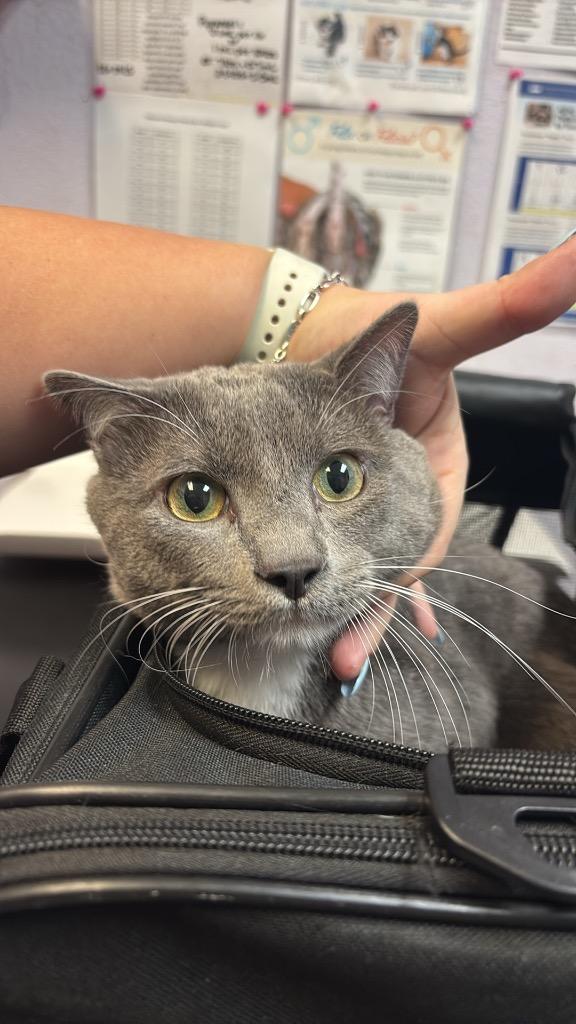 Jasper, Adoptable, Adult Male Domestic Short Hair.