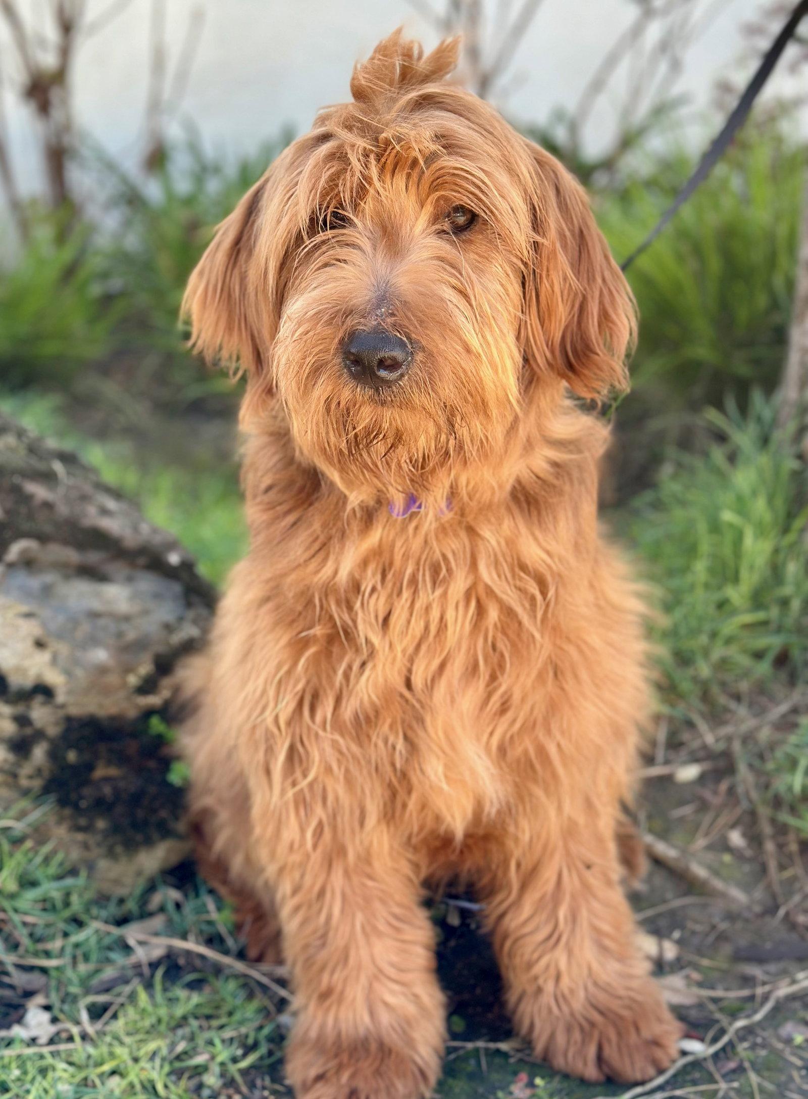Bananagram, Adopted, Young Female Golden Retriever & Standard Poodle.