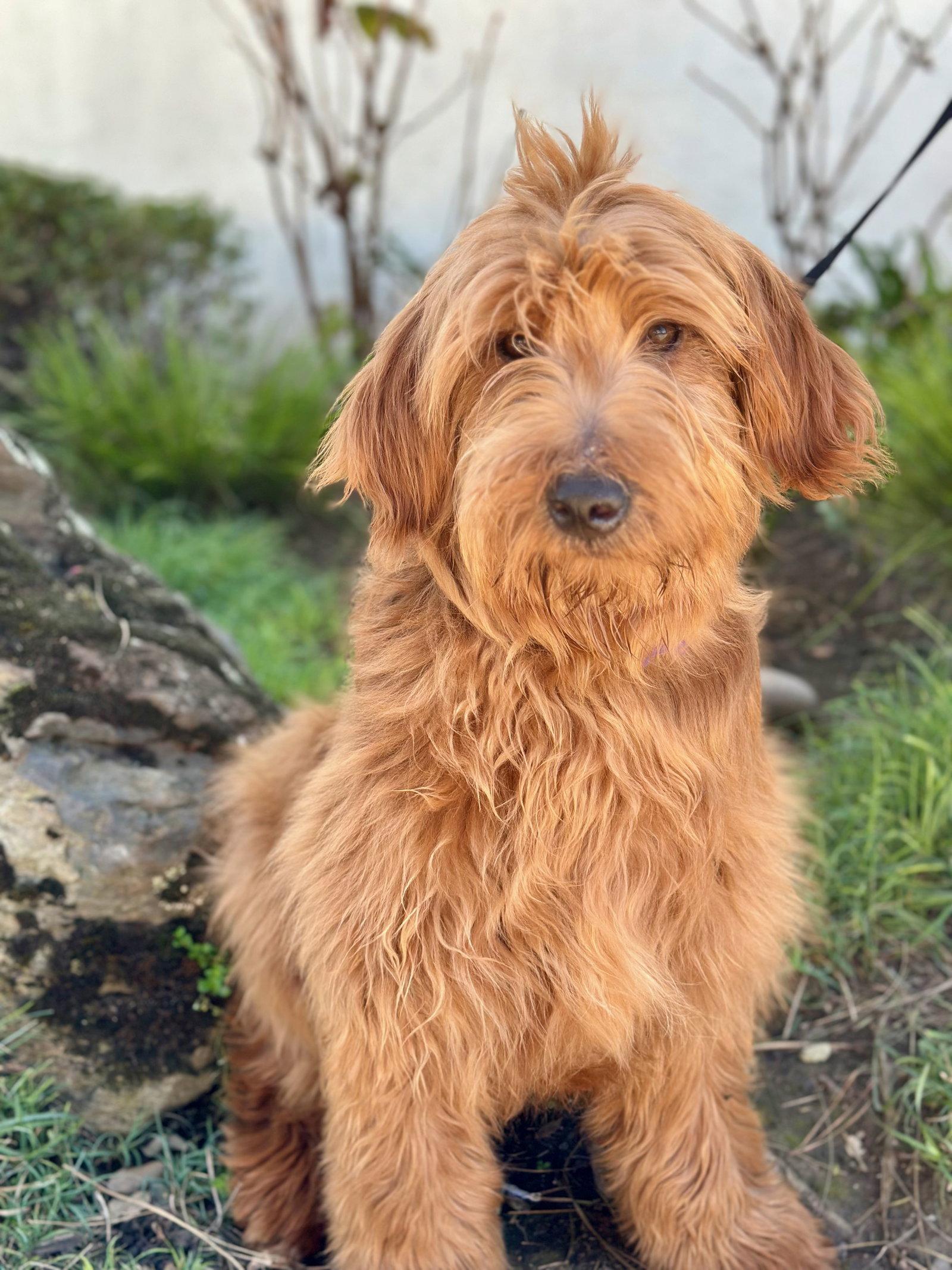 Enlarge Bananagram, a Adopted mixed breed in Palo Alto, CA image 2/3
