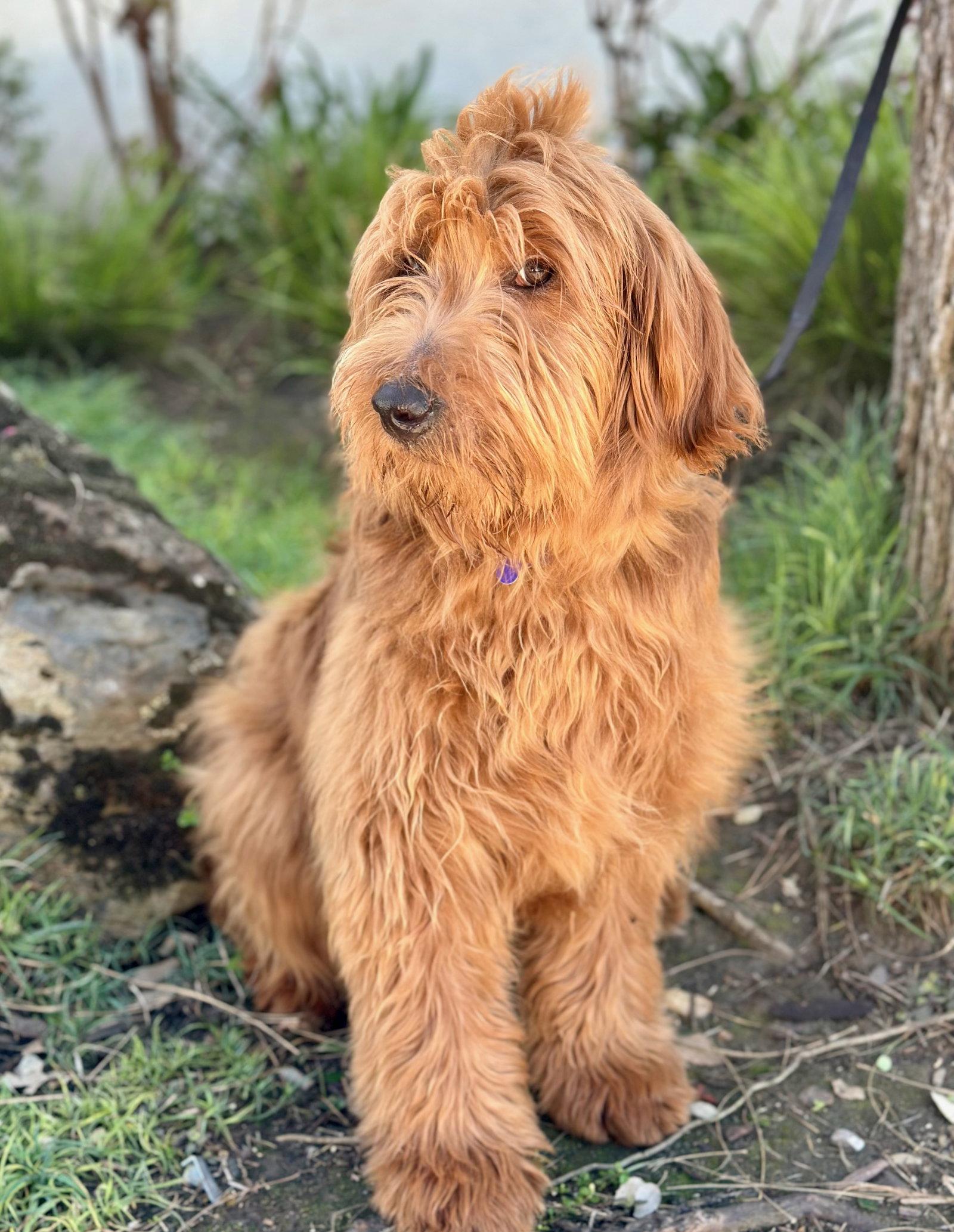 Enlarge Bananagram, a Adopted mixed breed in Palo Alto, CA image 3/3