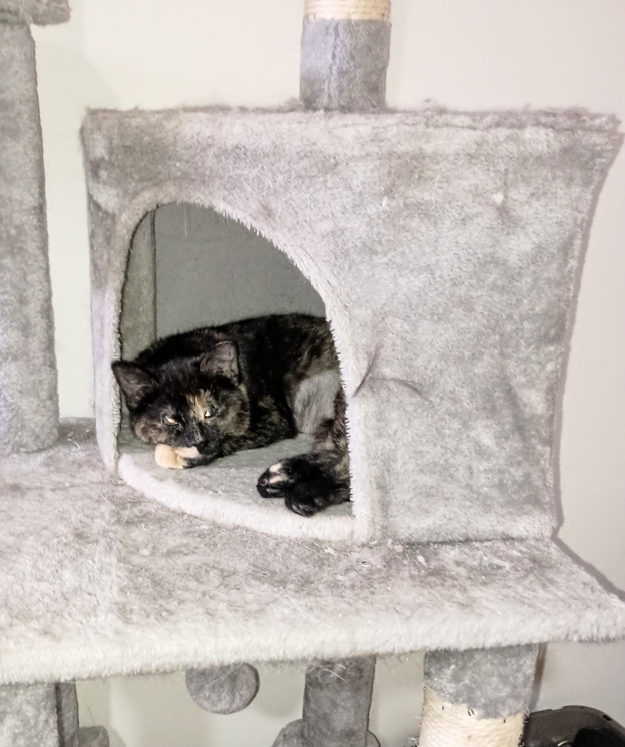 Enlarge BABY DOVE, a ADOPTABLE Domestic Short Hair in Ridgeland, MS image 3/6