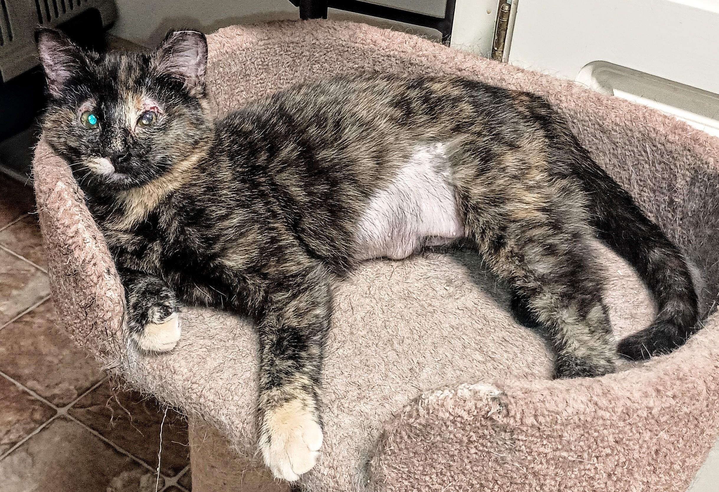 Enlarge BABY DOVE, a ADOPTABLE Domestic Short Hair in Ridgeland, MS image 2/6