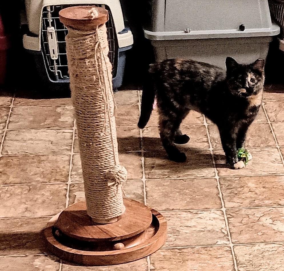 Enlarge BABY DOVE, a ADOPTABLE Domestic Short Hair in Ridgeland, MS image 5/6