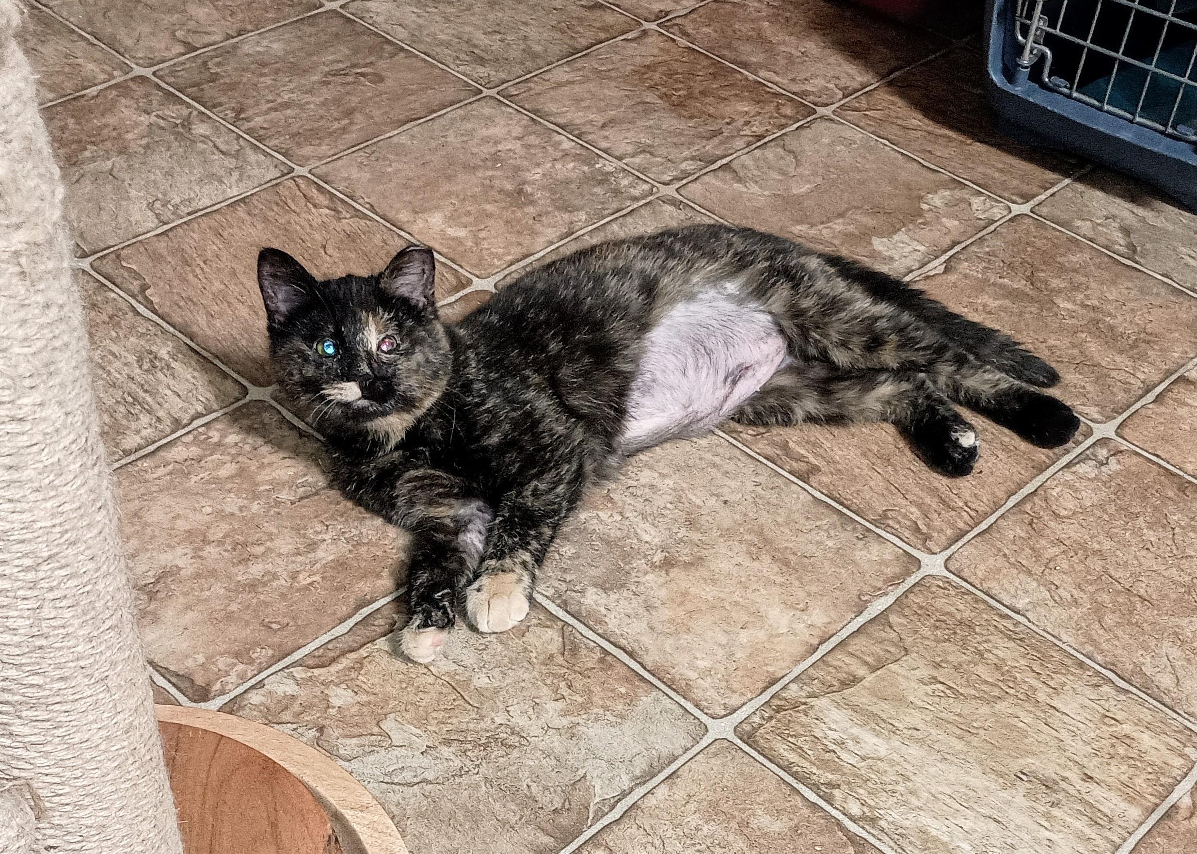 Enlarge BABY DOVE, a ADOPTABLE Domestic Short Hair in Ridgeland, MS image 6/6