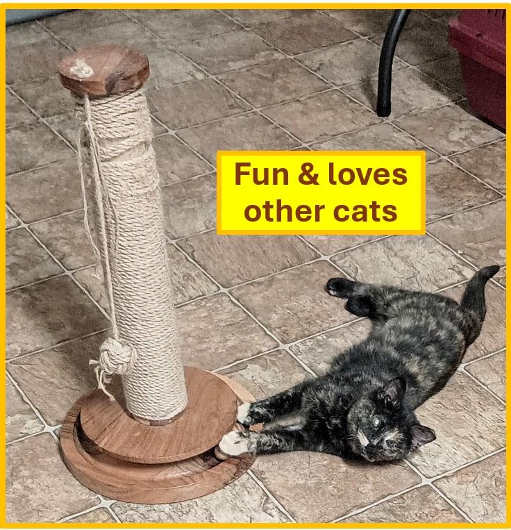 Enlarge BABY DOVE, a ADOPTABLE Domestic Short Hair in Ridgeland, MS image 1/6