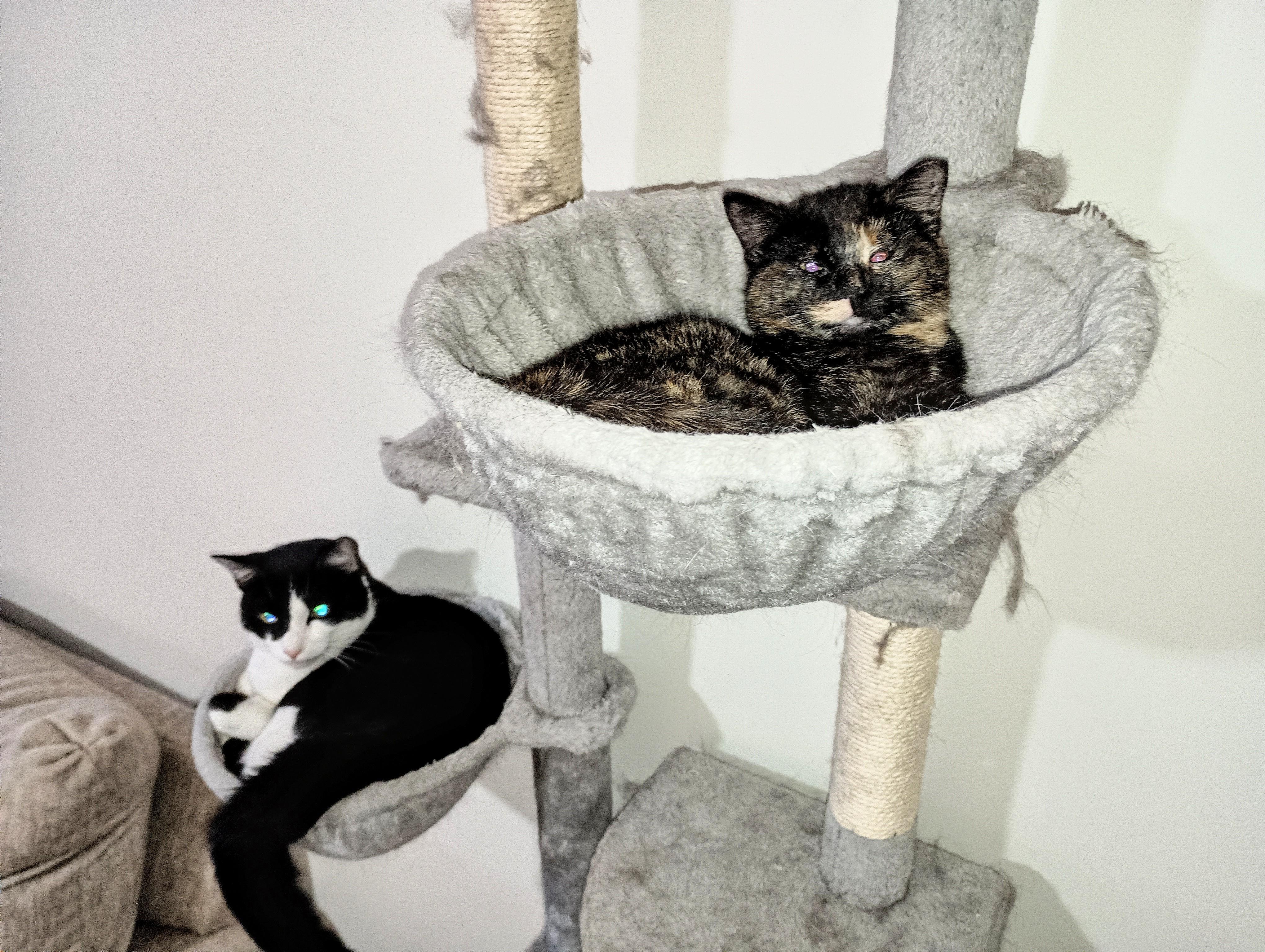 Enlarge BABY DOVE, a ADOPTABLE Domestic Short Hair in Ridgeland, MS image 4/6