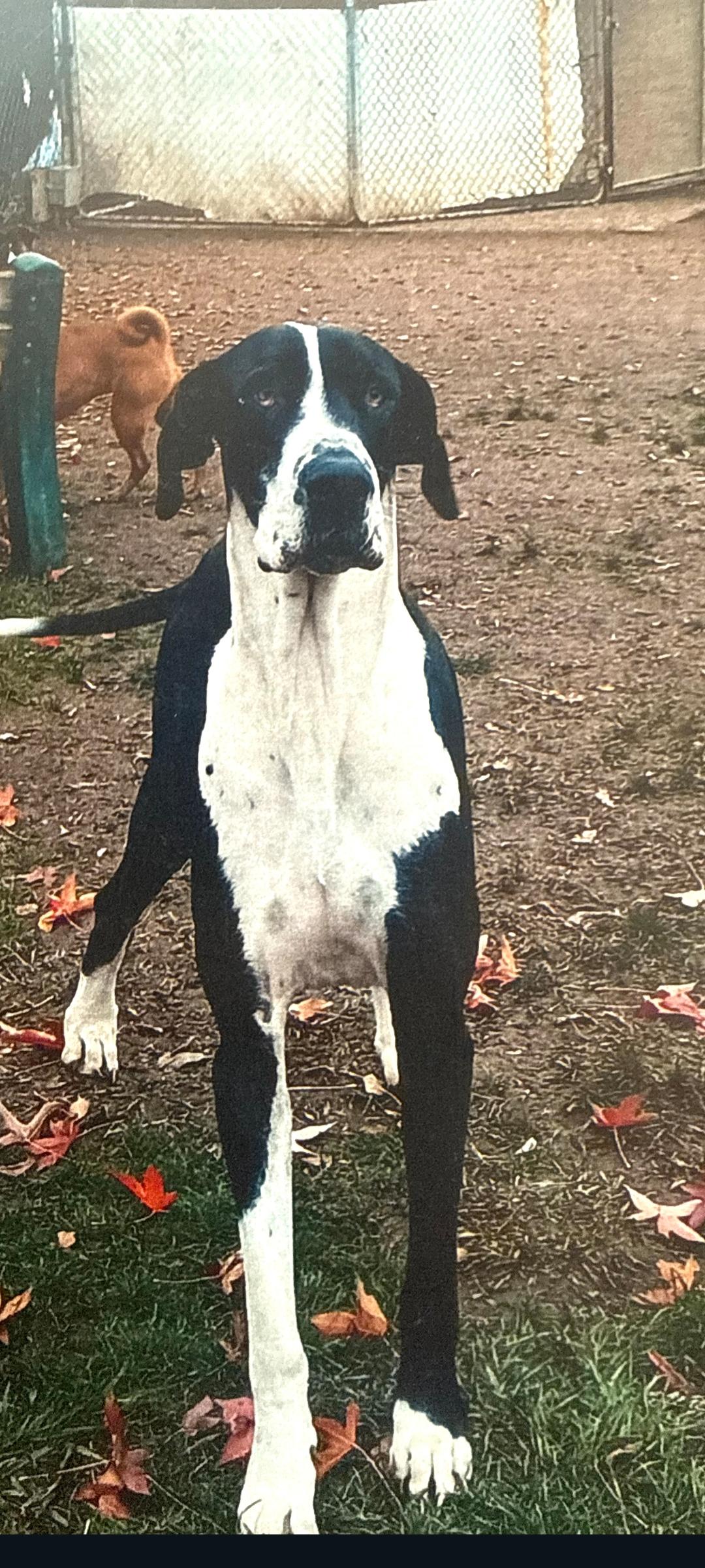 Enlarge Tonka, a Adopted Great Dane in Murphys, CA image 1/1
