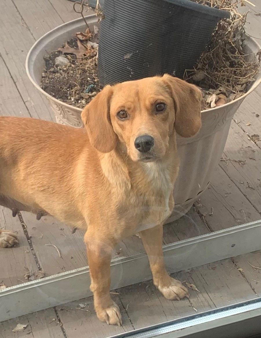 Enlarge Daphne, a Adopted Beagle in Wheaton, IL image 1/3