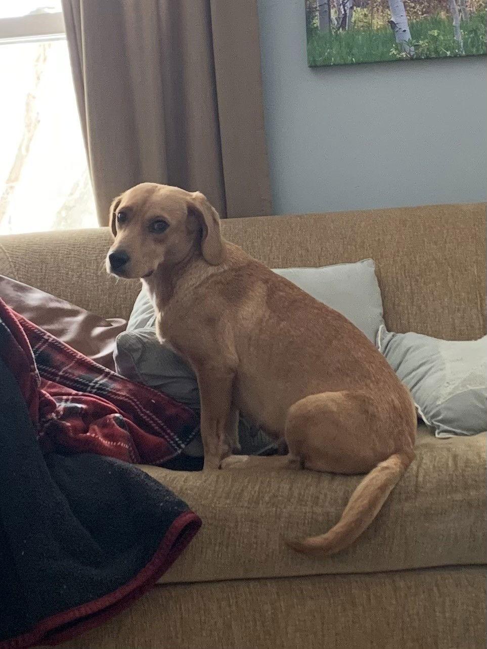 Enlarge Daphne, a Adopted Beagle in Wheaton, IL image 2/3