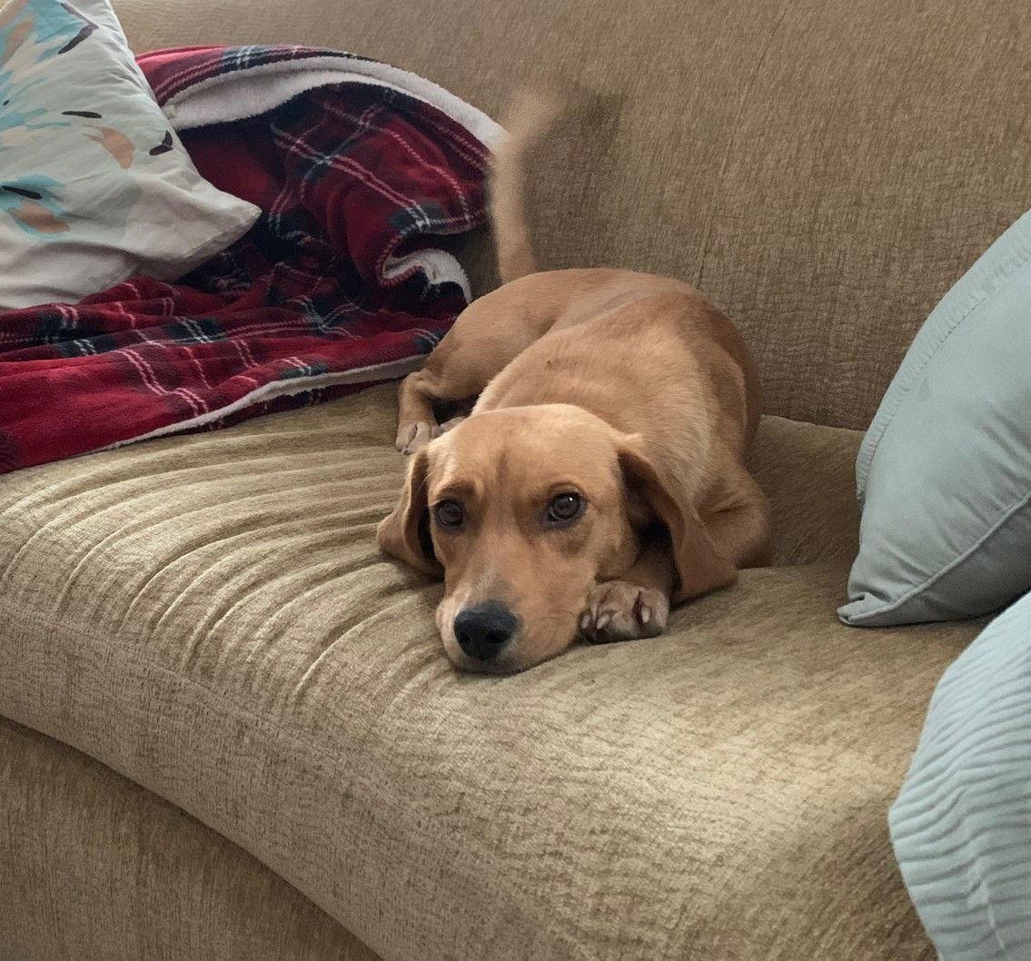 Enlarge Daphne, a Adopted Beagle in Wheaton, IL image 3/3