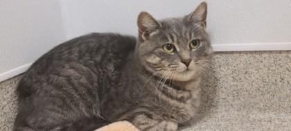 Enlarge Audrey, a Adoptable mixed breed in Mount Holly, NJ image 1/3