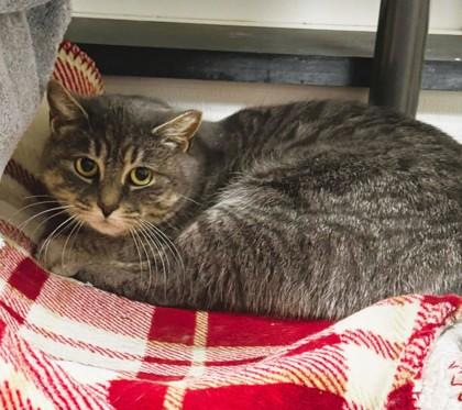 Audrey, Adoptable, Adult Female Domestic Short Hair & Domestic Short Hair.