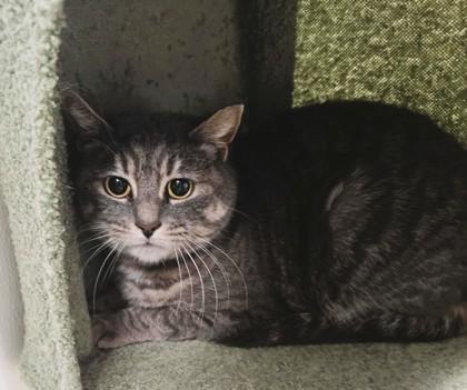 Enlarge Audrey, a Adoptable mixed breed in Mount Holly, NJ image 3/3