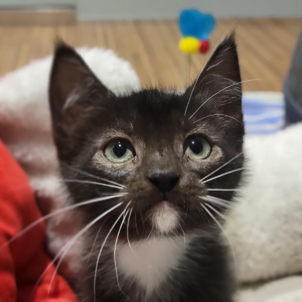 Lady Snugglepaws, Adoptable, Kitten Female Domestic Short Hair.