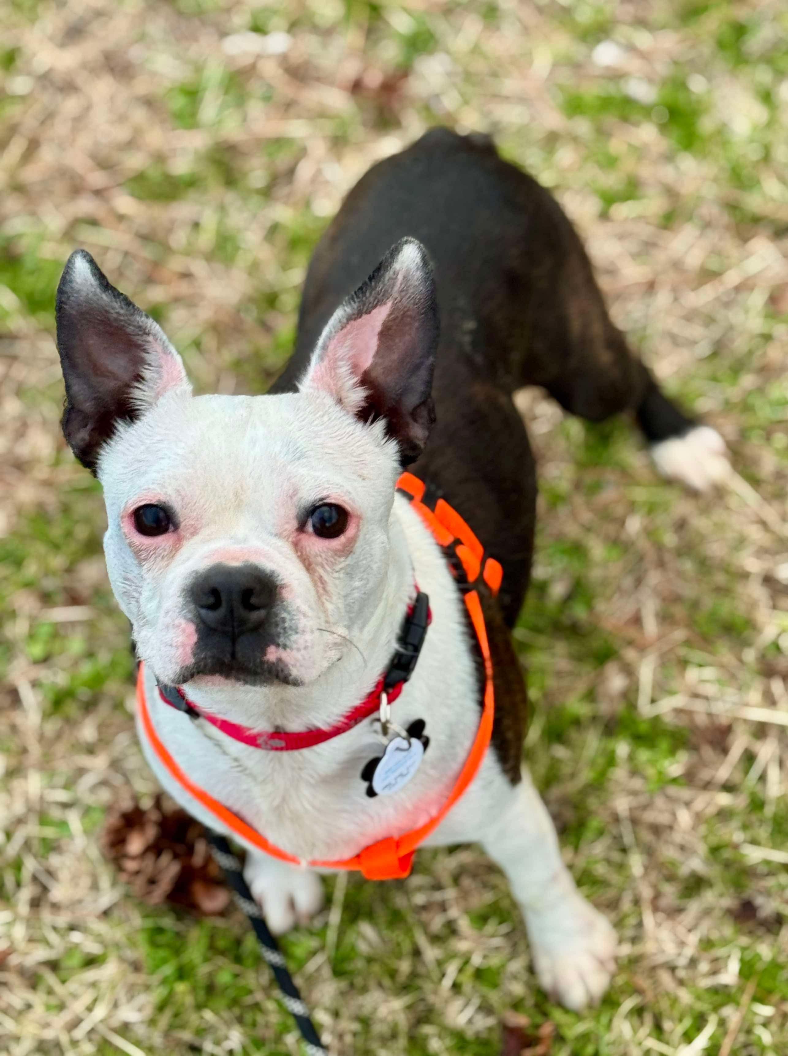 Enlarge Baker, a Adoptable Boston Terrier in Muskogee, OK image 1/2