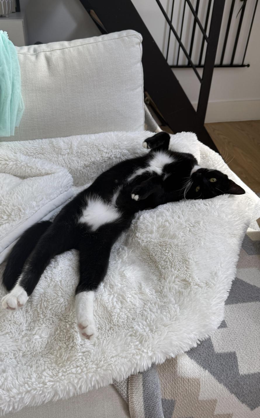 Enlarge Daffodil, a Adoptable Domestic Short Hair in brooklyn, NY image 4/5