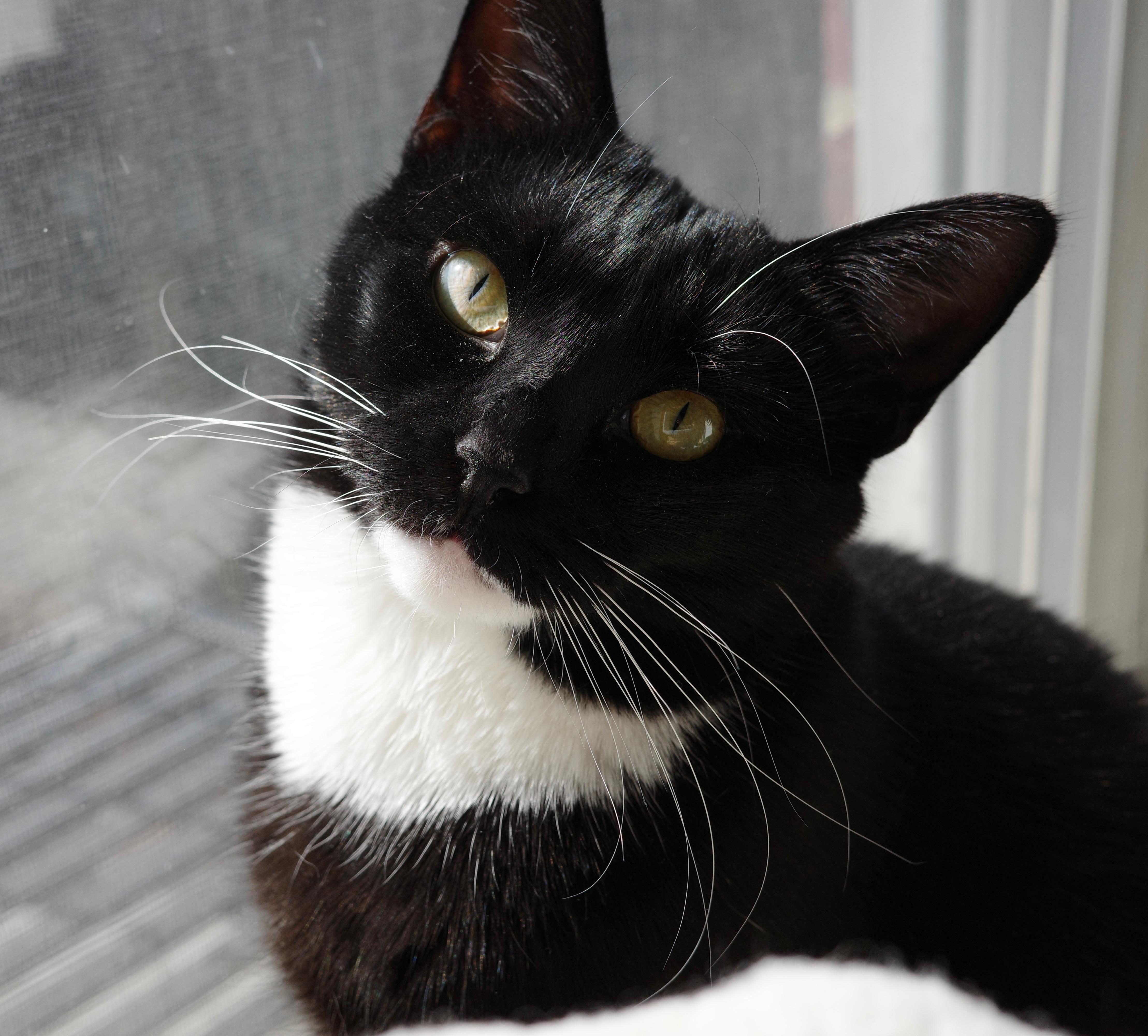 Enlarge Daffodil, a Adoptable Domestic Short Hair in brooklyn, NY image 1/5