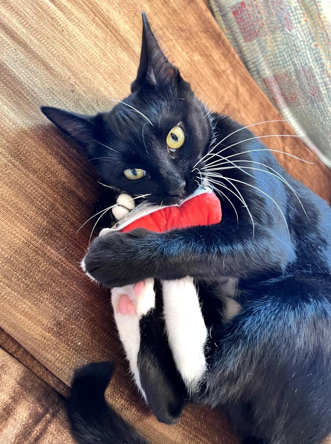 Enlarge Daffodil, a Adoptable Domestic Short Hair in brooklyn, NY image 3/5