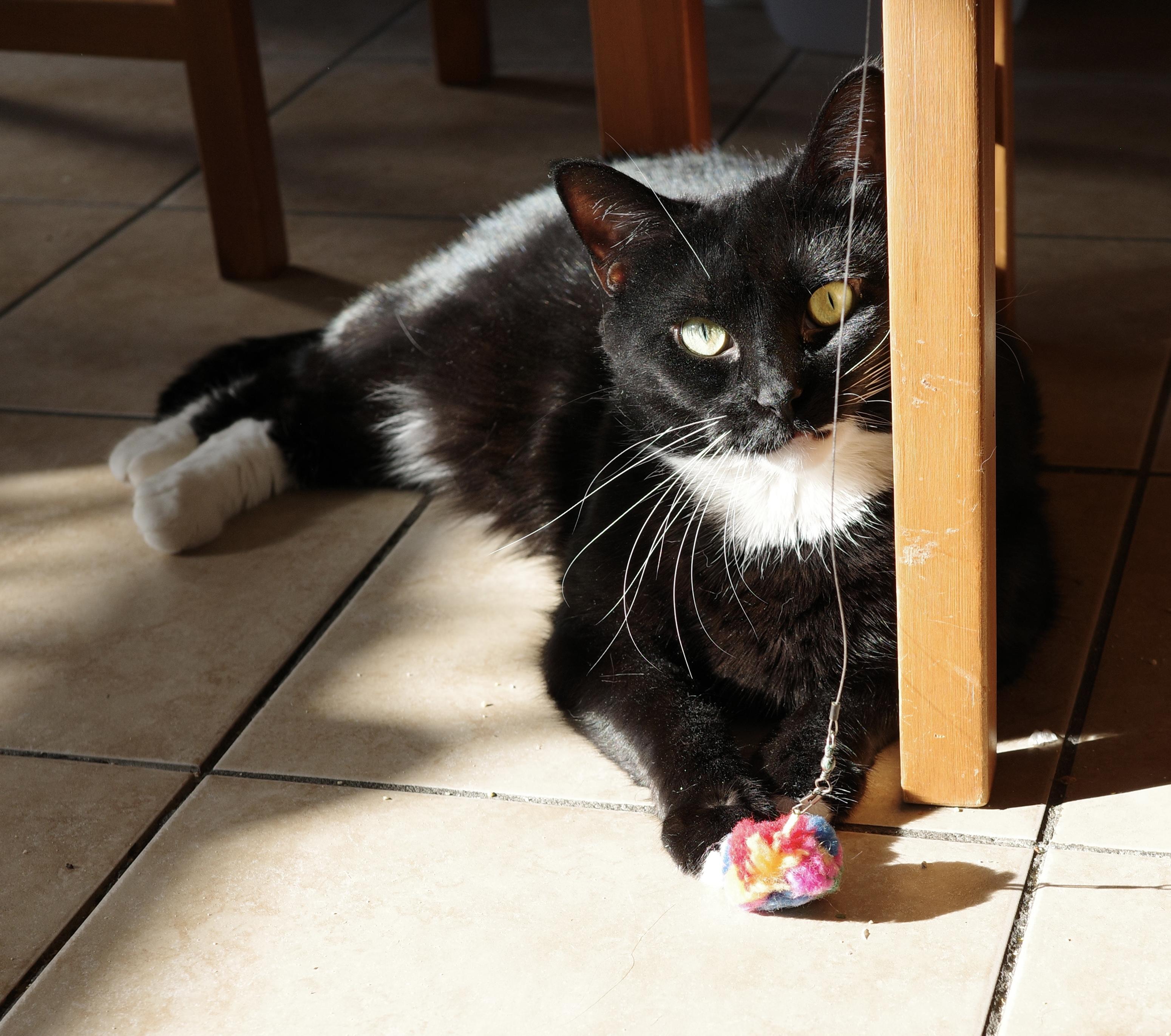 Enlarge Daffodil, a Adoptable Domestic Short Hair in brooklyn, NY image 3/6