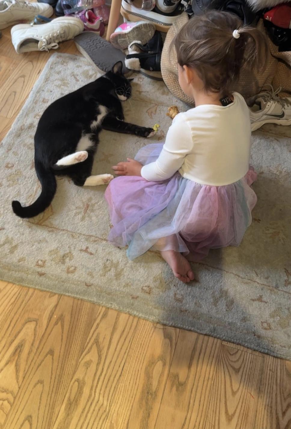 Enlarge Daffodil, a Adoptable Domestic Short Hair in brooklyn, NY image 5/5