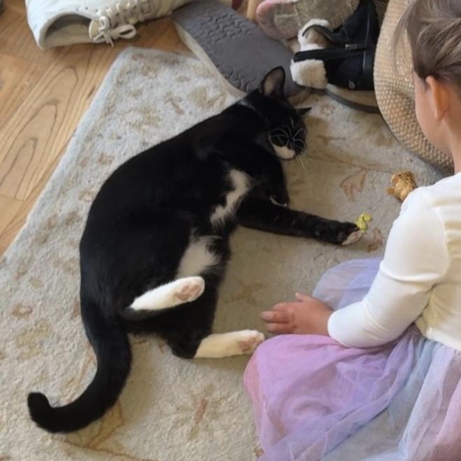 Enlarge Daffodil, a Adoptable Domestic Short Hair in brooklyn, NY image 5/5