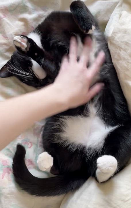 Enlarge Daffodil, a Adoptable Domestic Short Hair in brooklyn, NY video 2/5