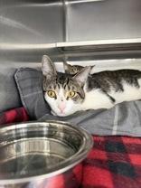 Chum Chum, ADOPTABLE, Young Male Domestic Short Hair.