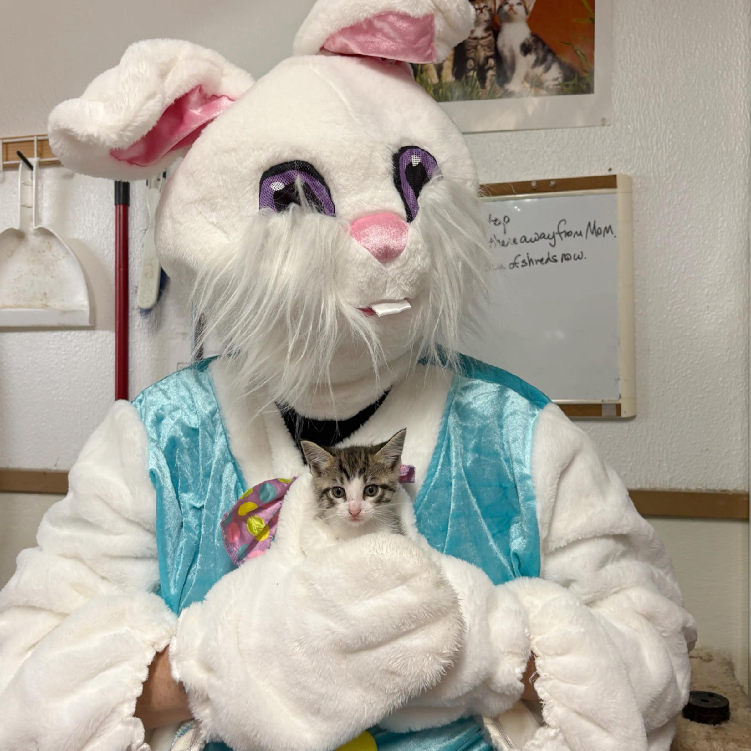 Enlarge Clover, an adopted mixed breed in Kingwood, TX image 3/6