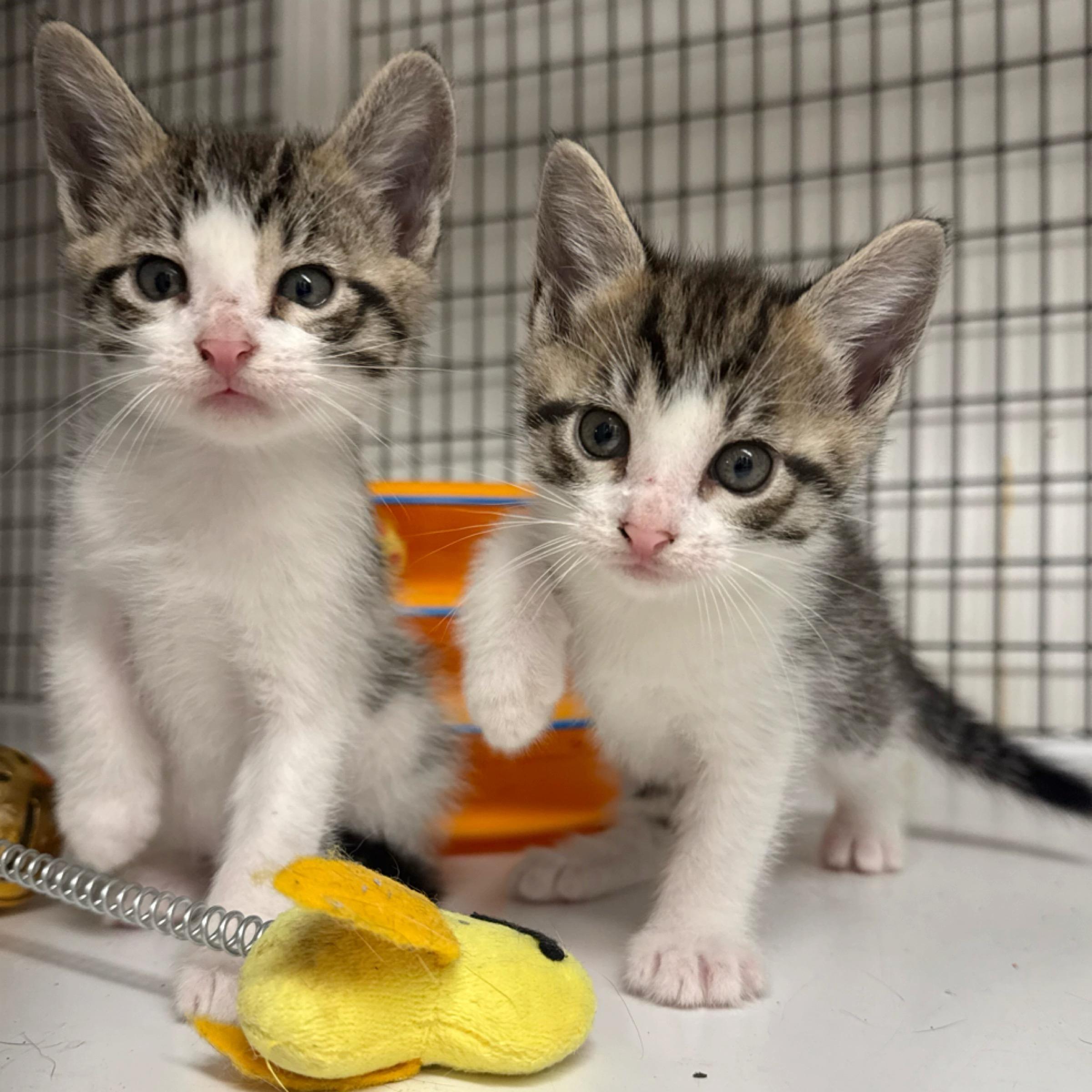 Enlarge Clover, an adopted mixed breed in Kingwood, TX image 2/6