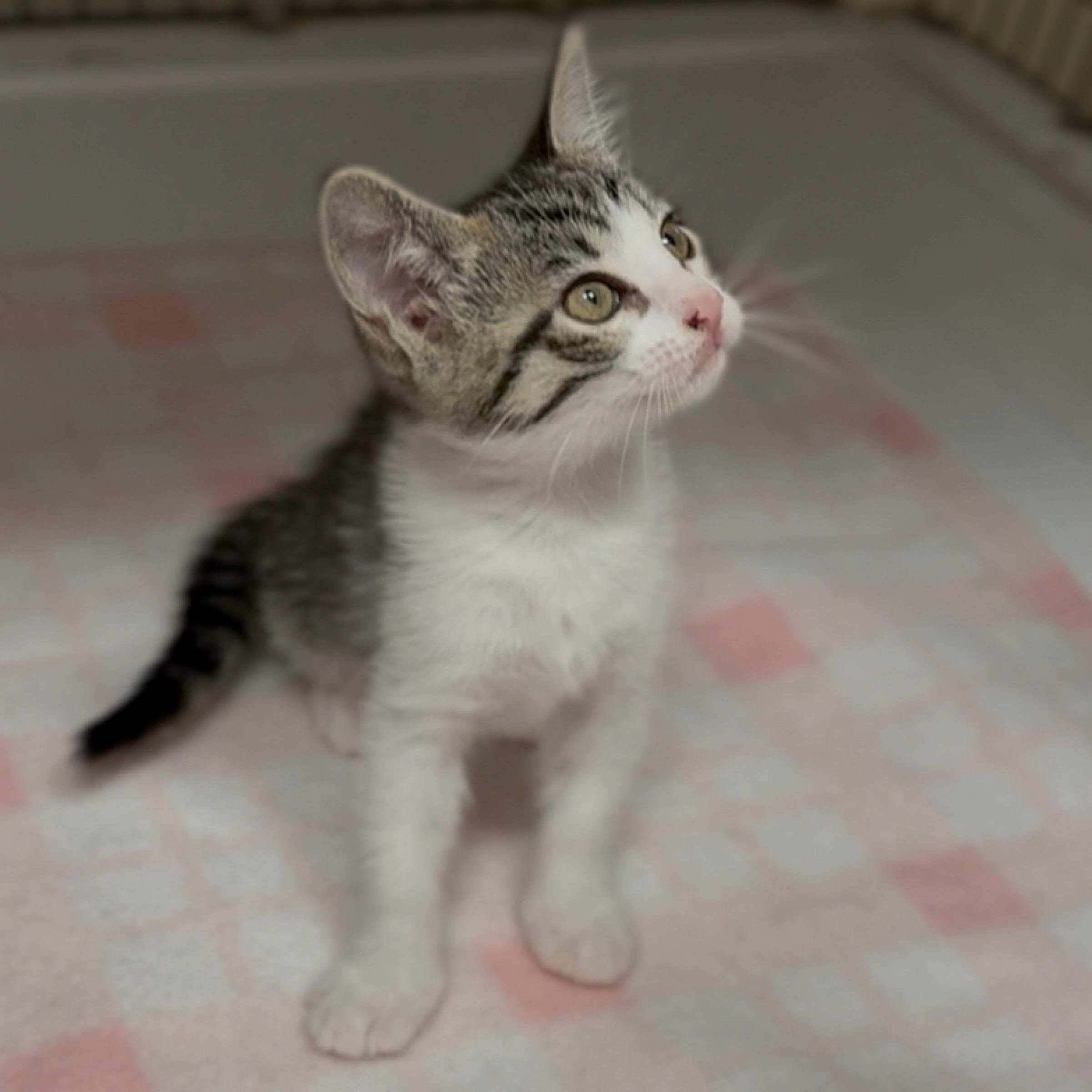 Clover, adopted, Kitten Female Domestic Short Hair.