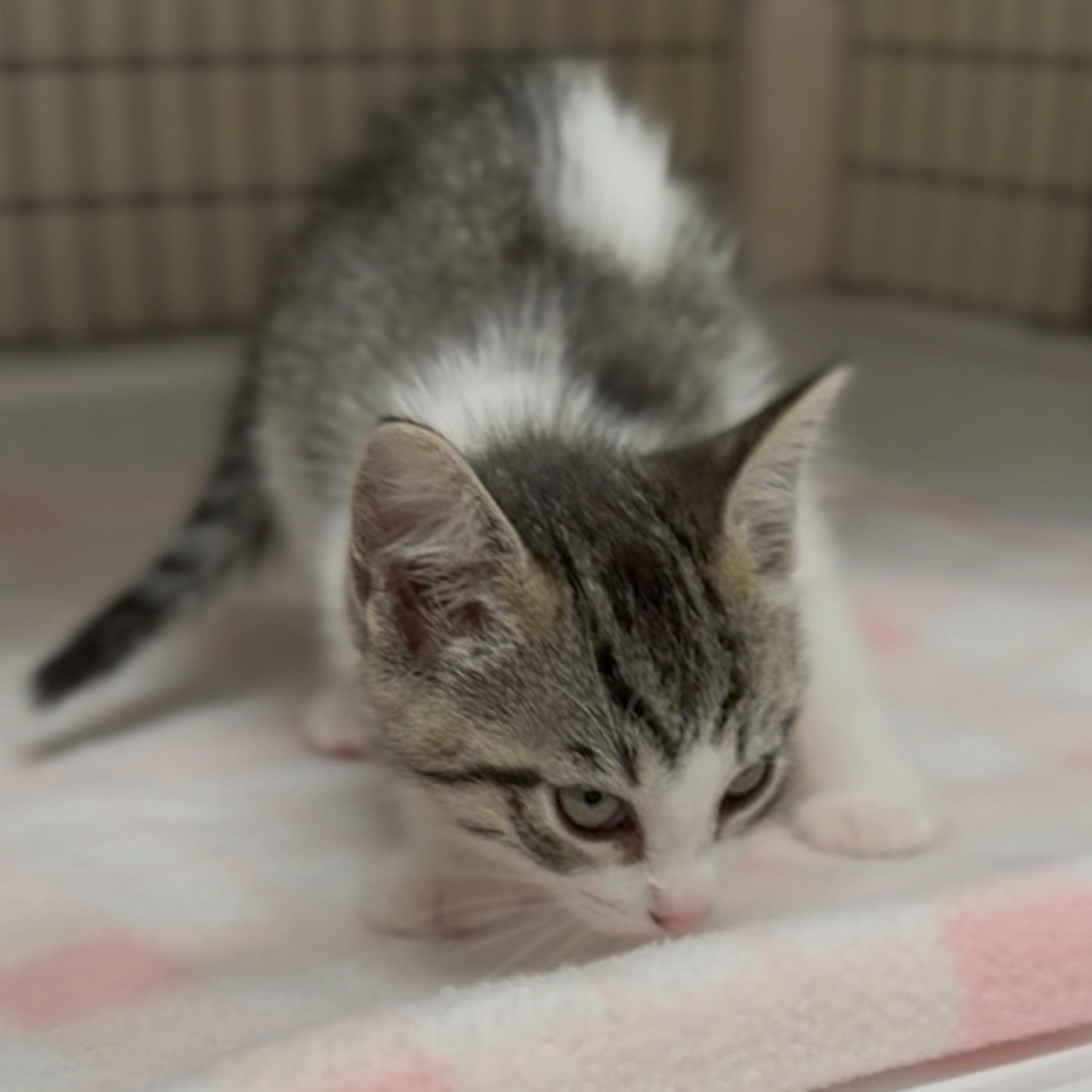 Enlarge Clover, an adopted mixed breed in Kingwood, TX image 4/6