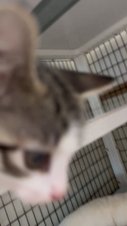 Enlarge Clover, an adopted mixed breed in Kingwood, TX video 5/6