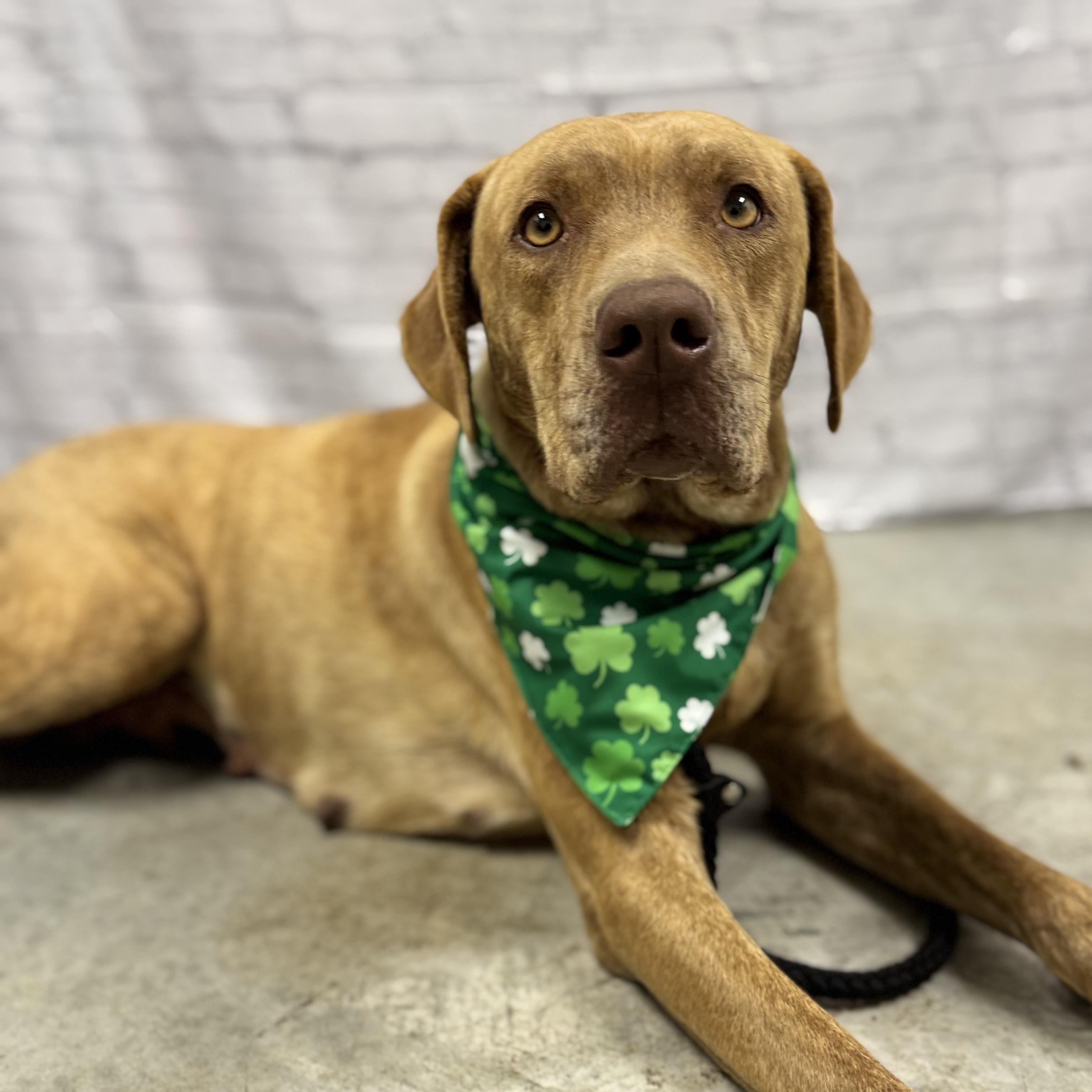 Lilly, a ADOPTABLE mixed breed in Williston, VT image 2/6