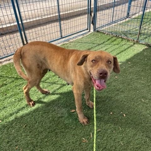 Lilly, a ADOPTABLE mixed breed in Williston, VT image 5/6