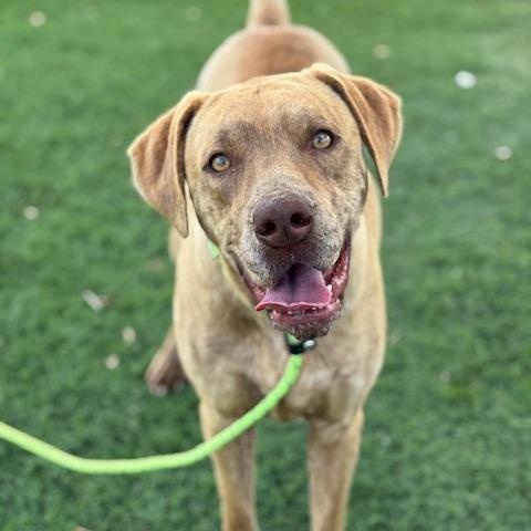 Lilly, a ADOPTABLE mixed breed in Williston, VT image 1/6