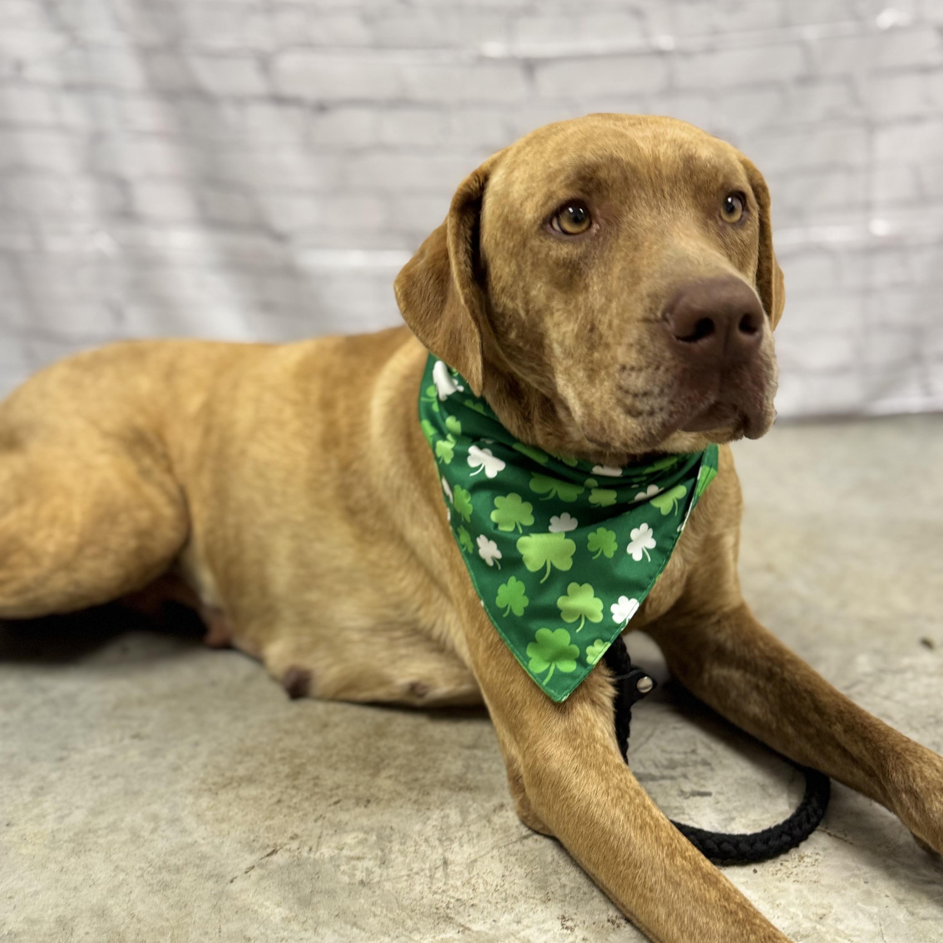 Lilly, a ADOPTABLE mixed breed in Williston, VT image 3/6