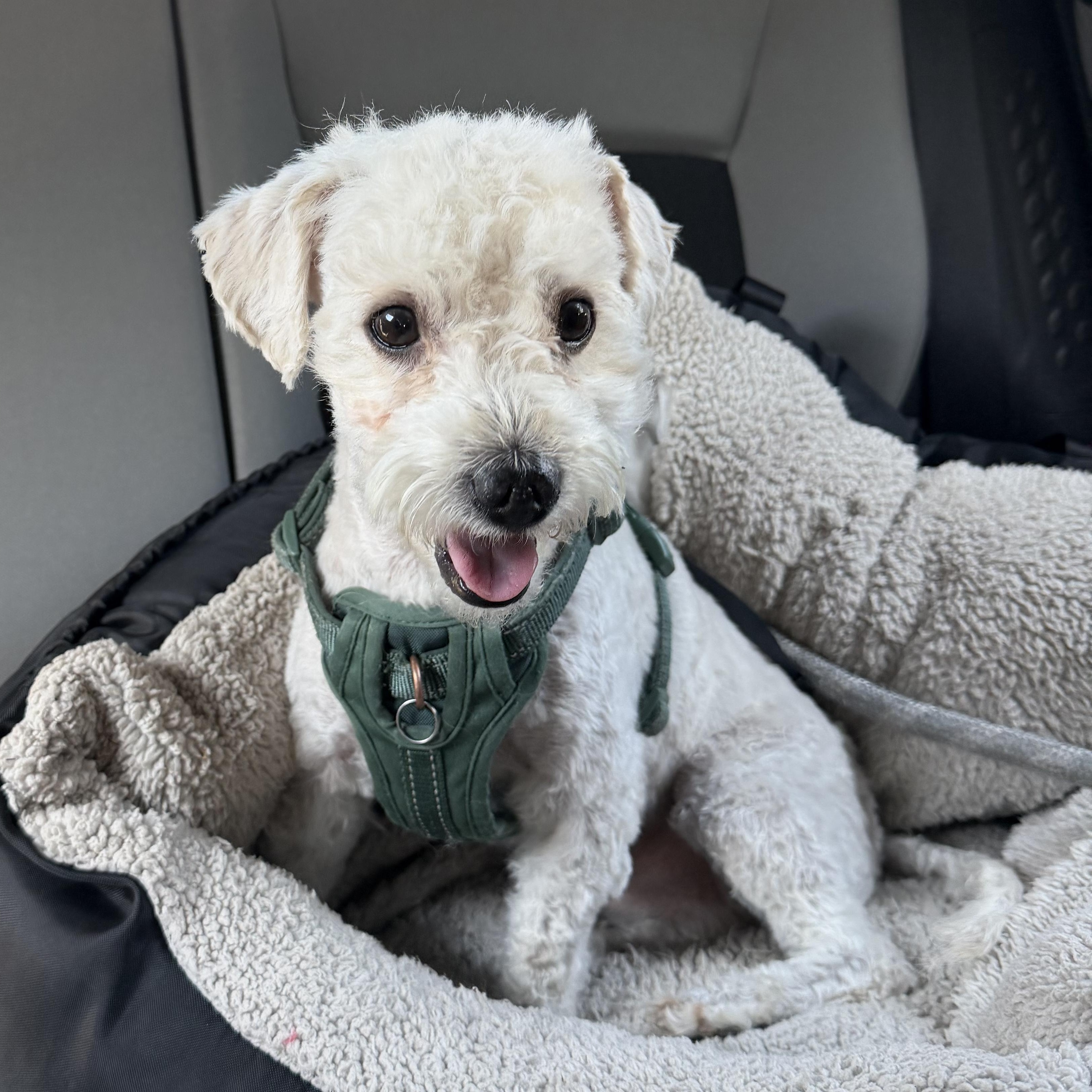 Enlarge Toby, a ADOPTABLE mixed breed in Pasadena, CA image 2/6