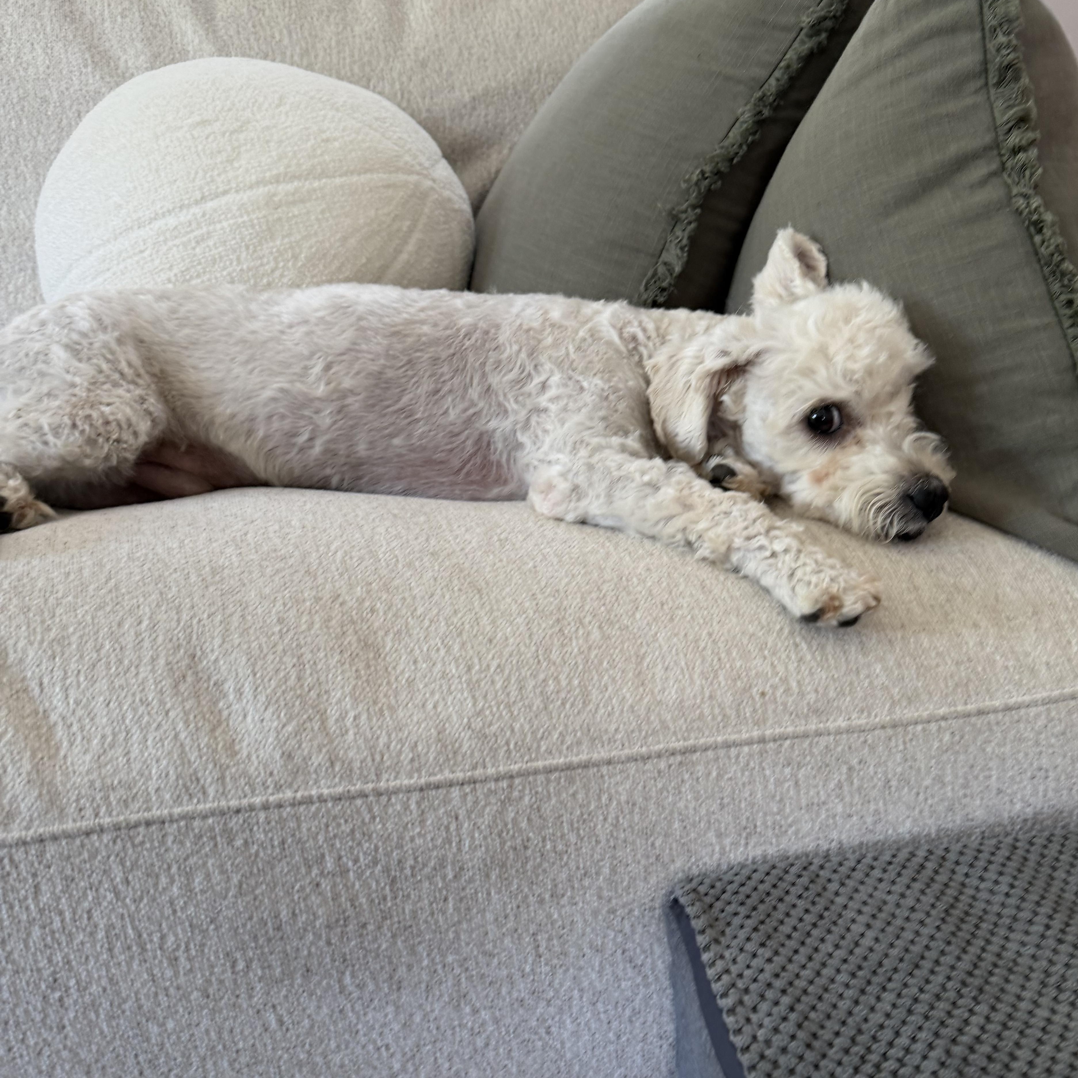 Enlarge Toby, a ADOPTABLE mixed breed in Pasadena, CA image 4/6