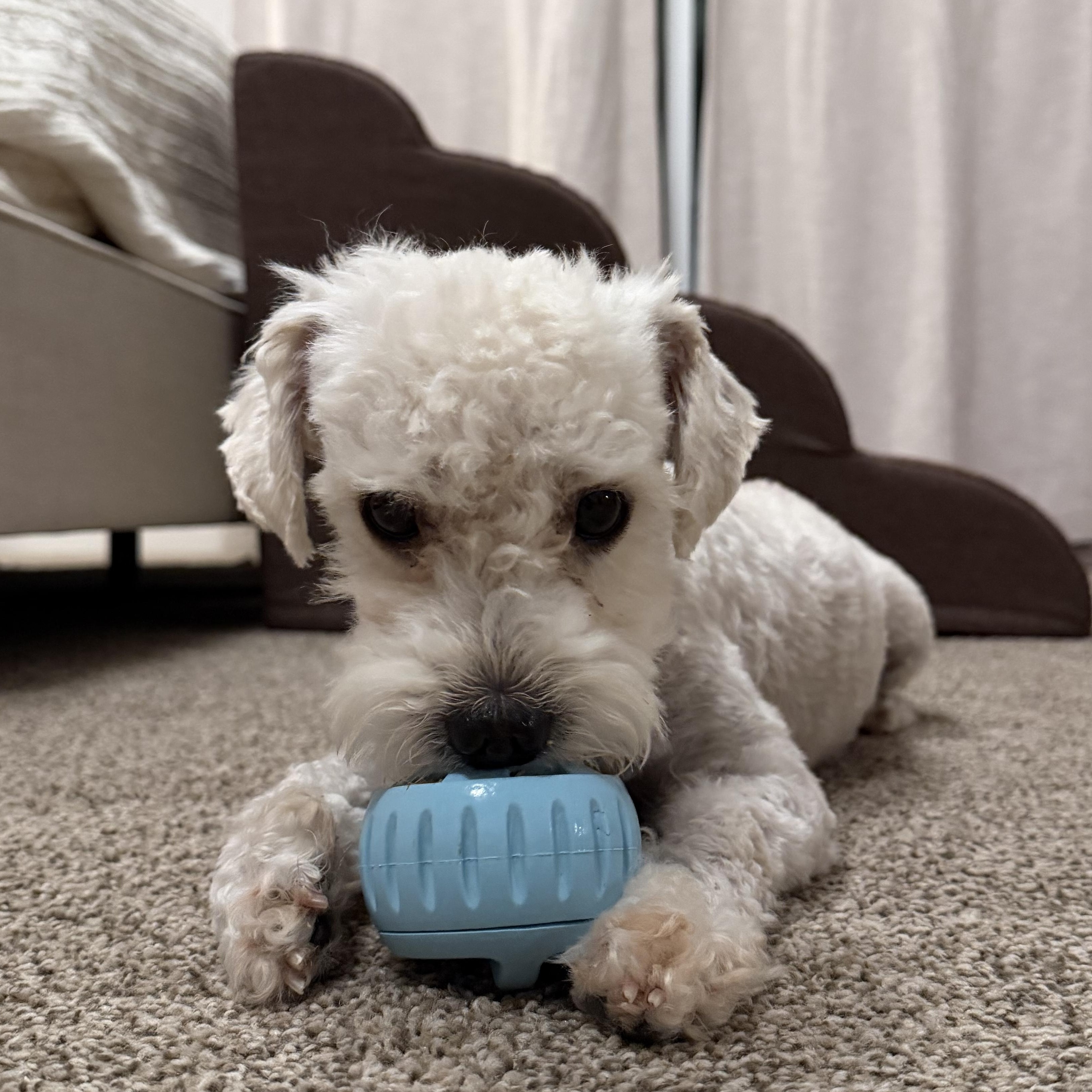 Enlarge Toby, a ADOPTABLE mixed breed in Pasadena, CA image 1/6