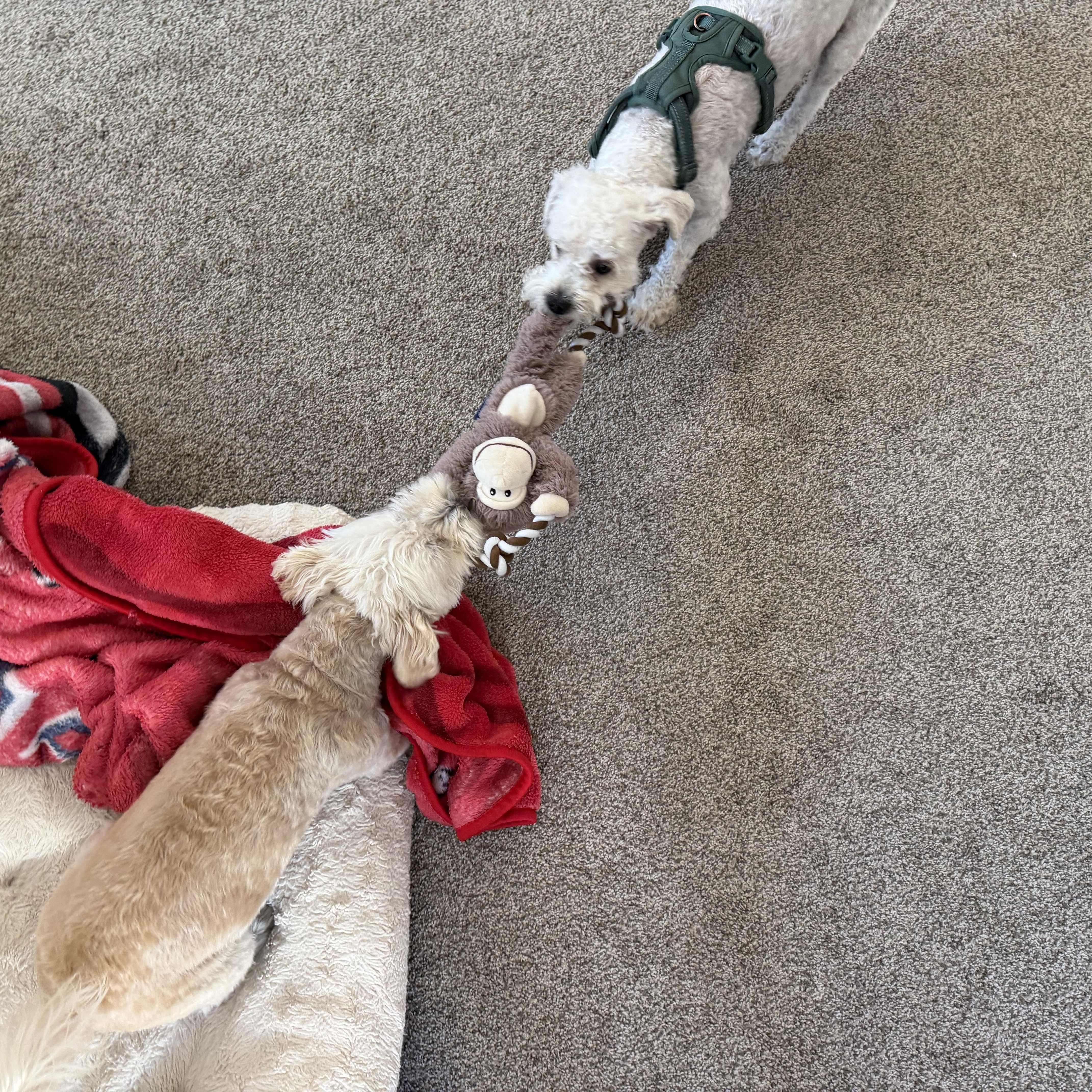Enlarge Toby, a ADOPTABLE mixed breed in Pasadena, CA image 3/6