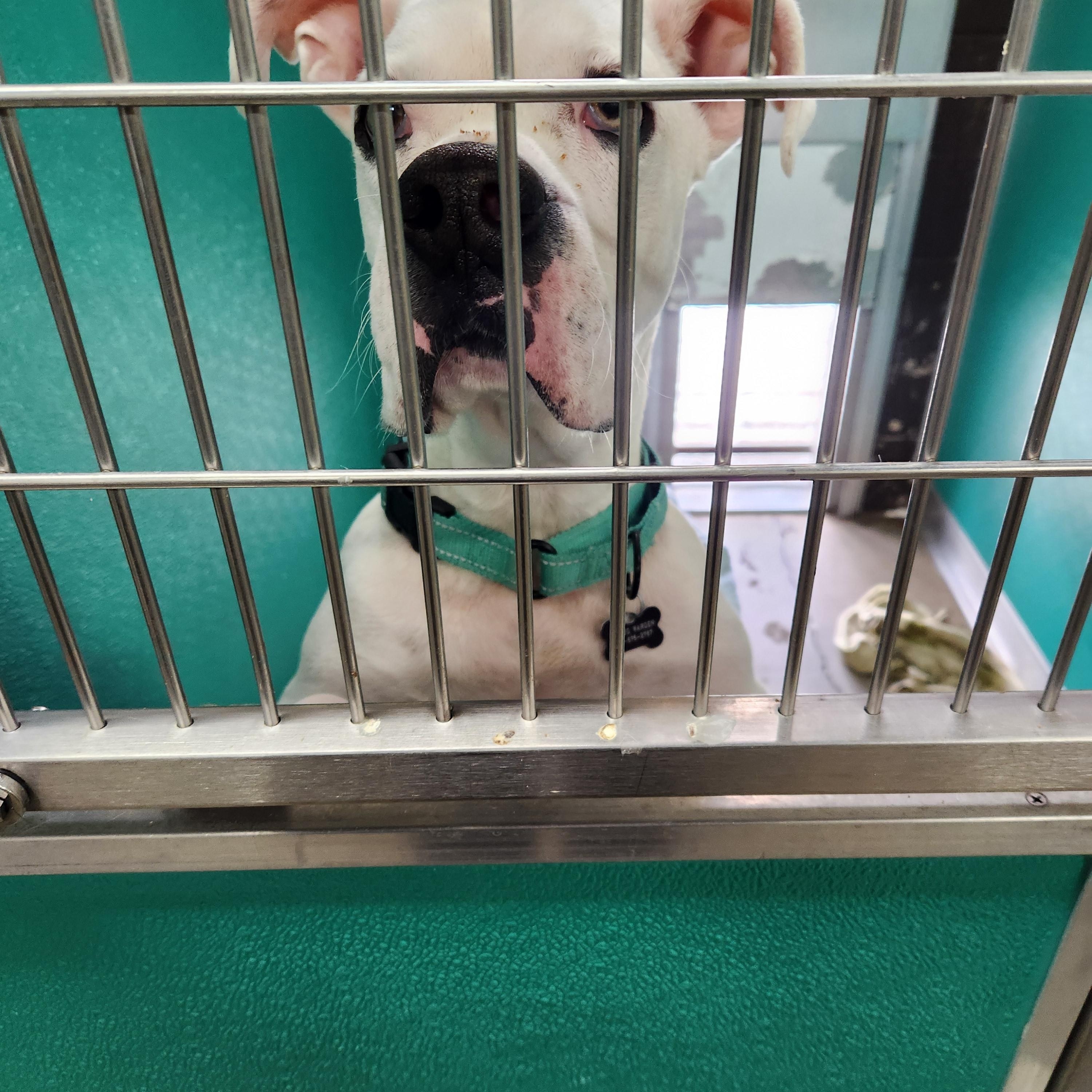 Enlarge Eustace , a ADOPTABLE mixed breed in Warren, OH image 2/2