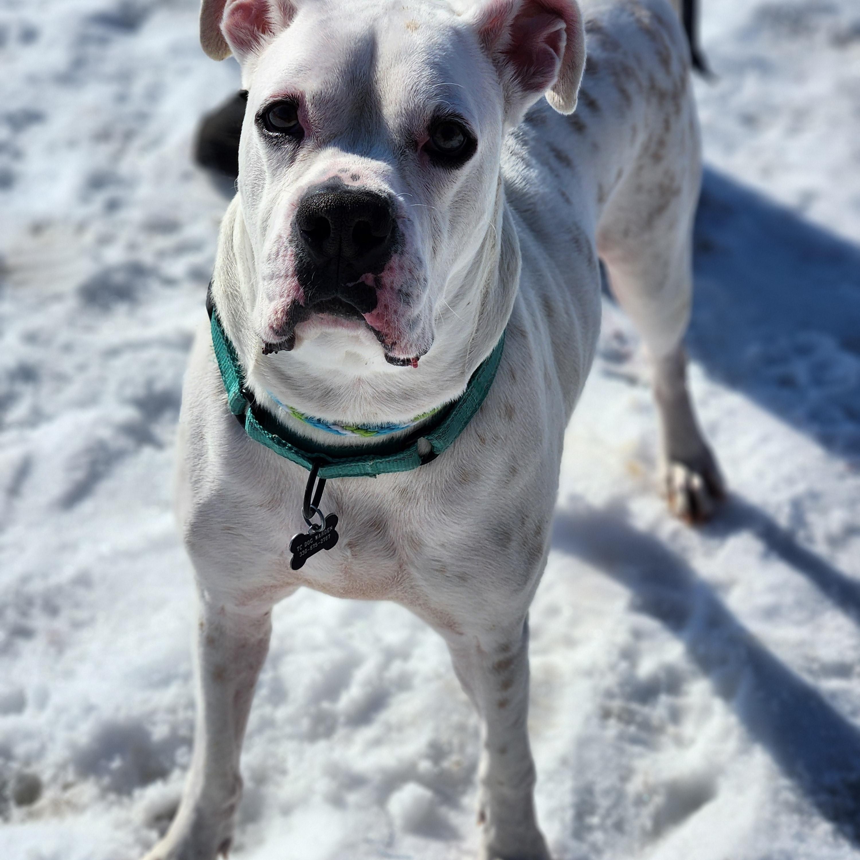 Eustace , ADOPTABLE, Adult Male American Bully.