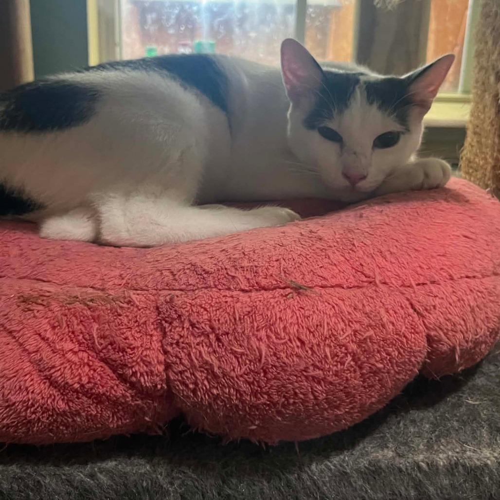 Hercules G, Adoptable, Young Male Domestic Short Hair.