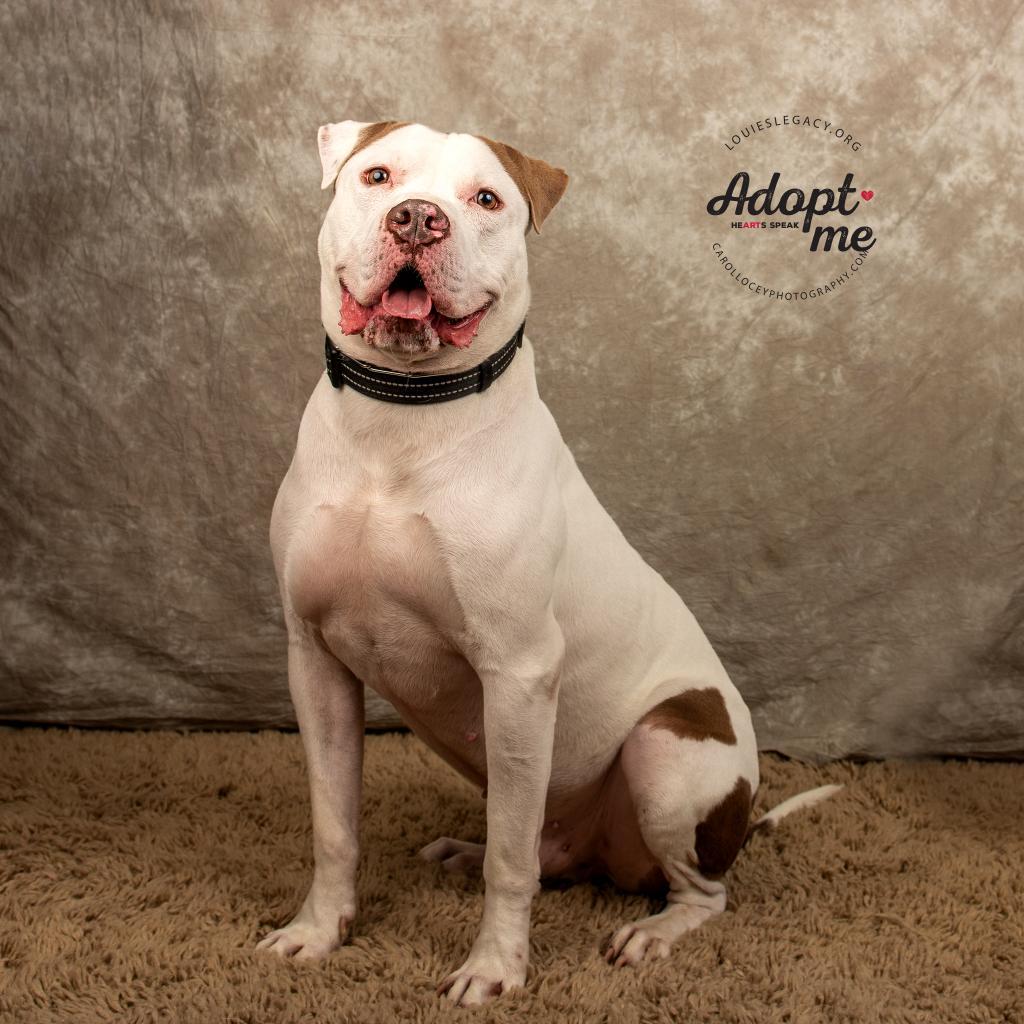 Apollo, Adoptable, Senior Male Mixed Breed.