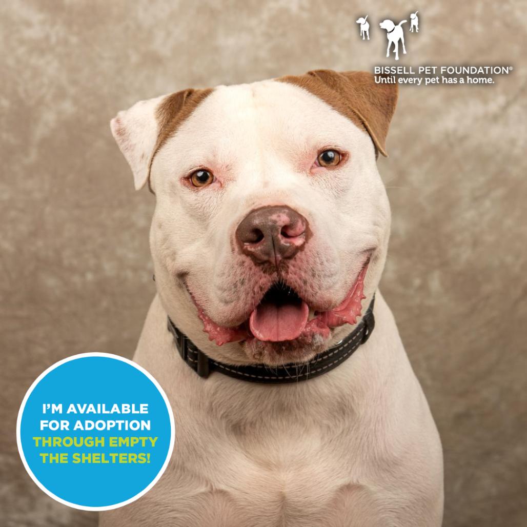 Enlarge Apollo- $70 Adoption Fee!, a Adoptable Mixed Breed in Cincinnati, OH image 2/5