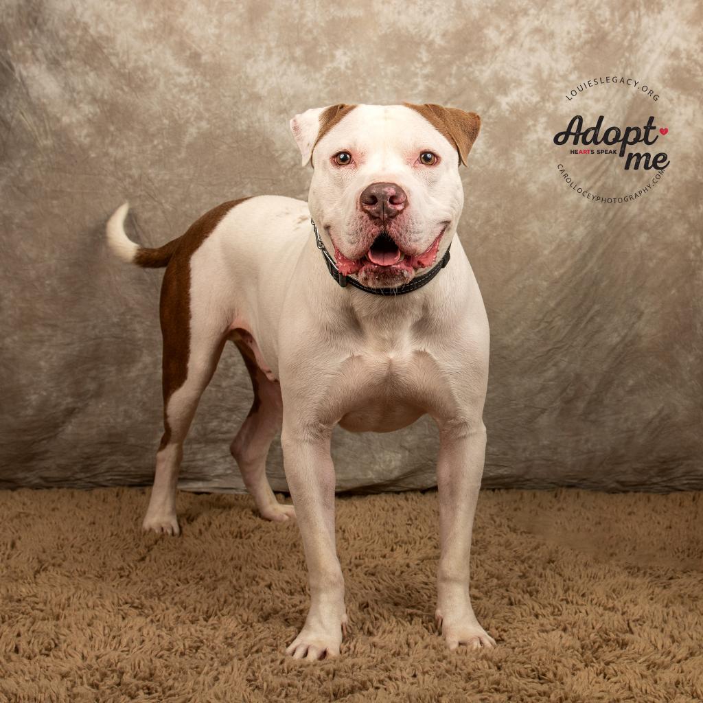 Enlarge Apollo, a Adoptable Mixed Breed in Cincinnati, OH image 2/4