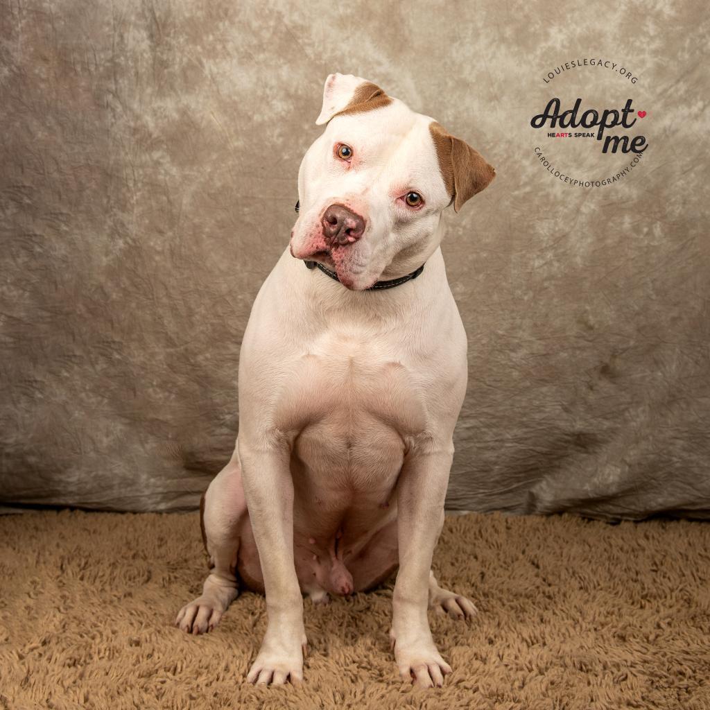 Enlarge Apollo, a Adoptable Mixed Breed in Cincinnati, OH image 3/4