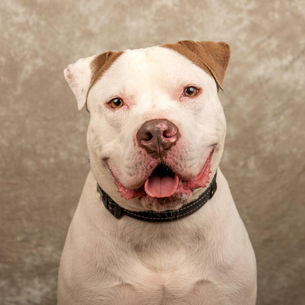 Enlarge Apollo, a Adoptable Mixed Breed in Cincinnati, OH image 4/4