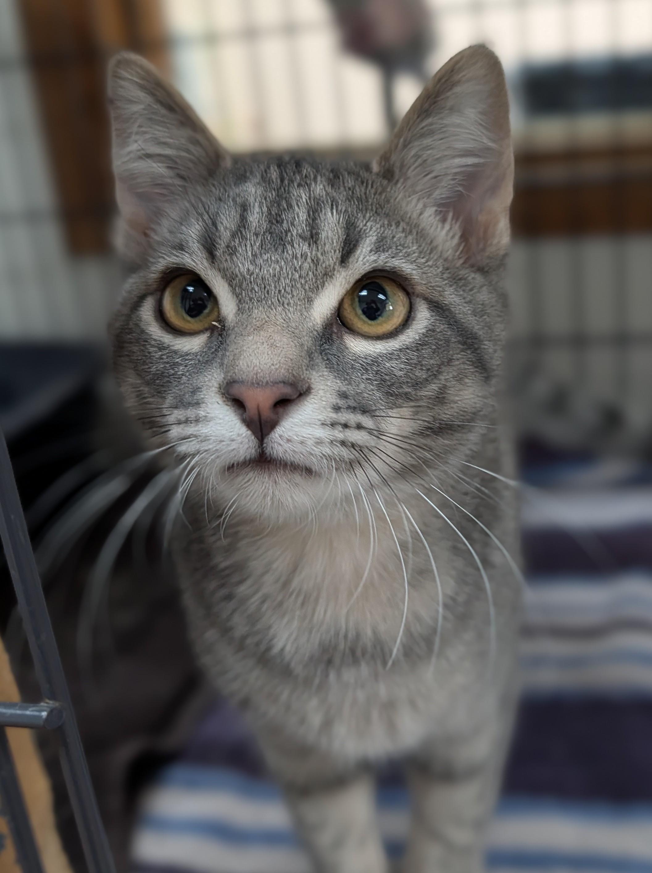 Enlarge Ollie, an adopted Domestic Short Hair in Decatur, IL image 1/1