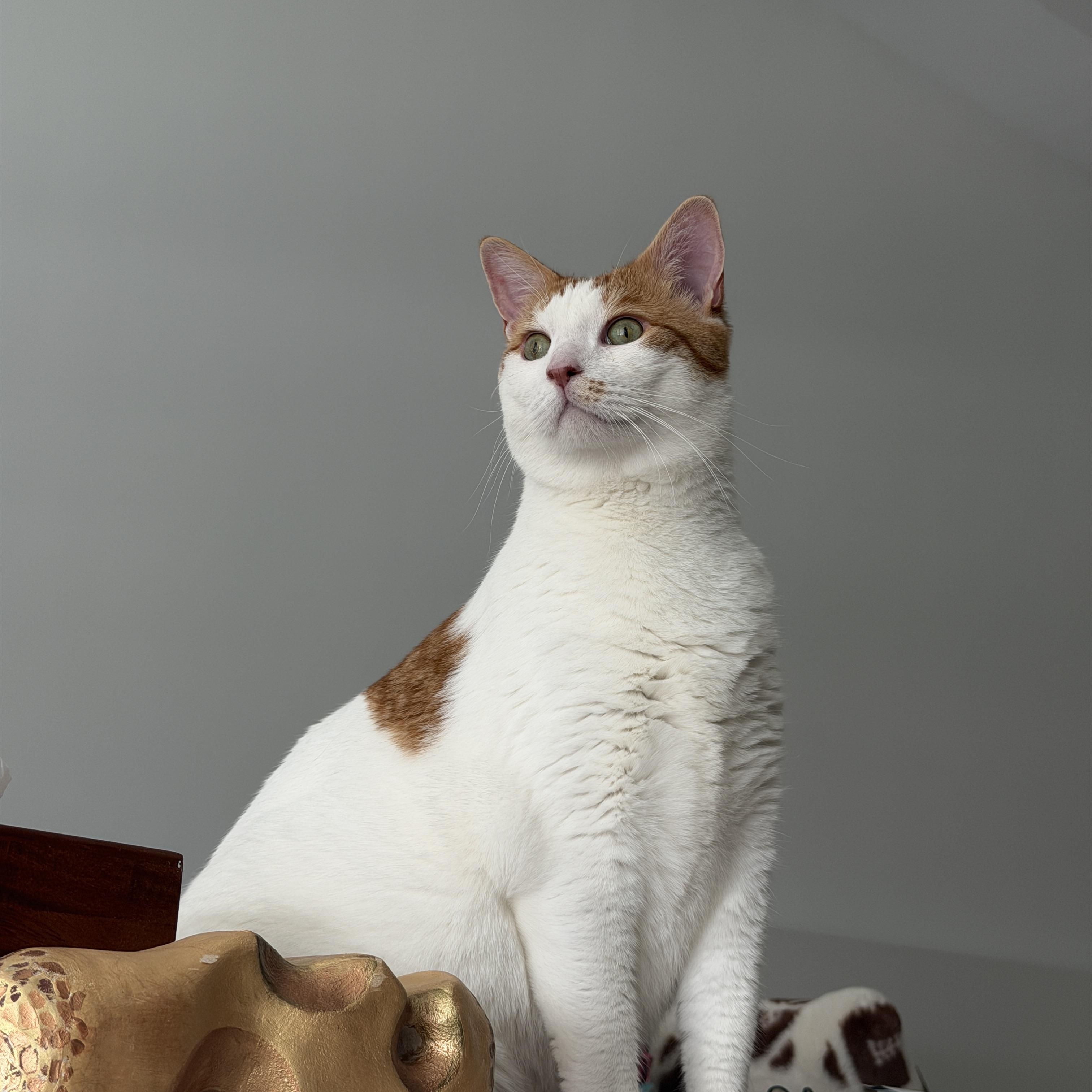 Westley, Adoptable, Adult Male Domestic Short Hair.